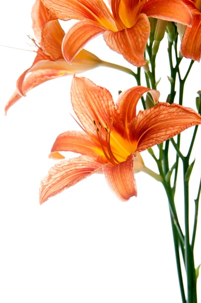 Bouquet of lilies on a white background — Stock Photo, Image