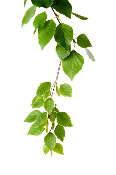 Young branch of birch with buds and leaves isolated — Stock Photo, Image