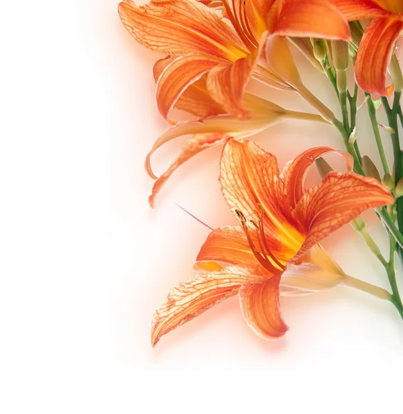 Фон из цветка лилии на белом — стоковое фото