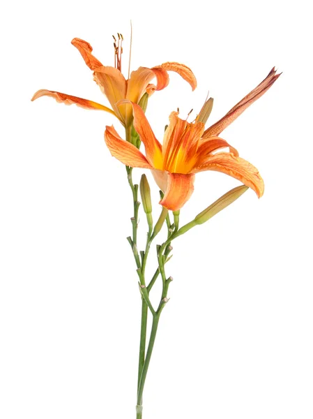 Два цветка лилий вертикально изолированы — стоковое фото