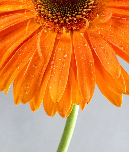 The flower of gerbera is yellow on a grey background — Stock Photo, Image