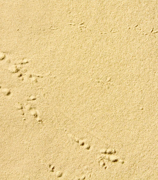 Textura de playa de arena con pistas de pájaros — Foto de Stock