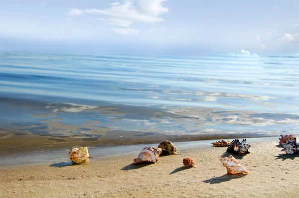 Cockleshells encontram-se em terra mar — Fotografia de Stock