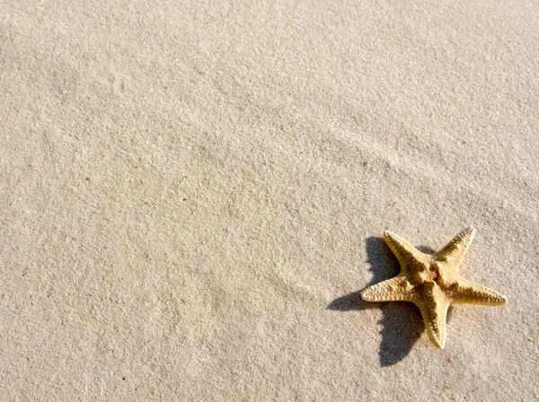 Seestern auf Sand — Stockfoto