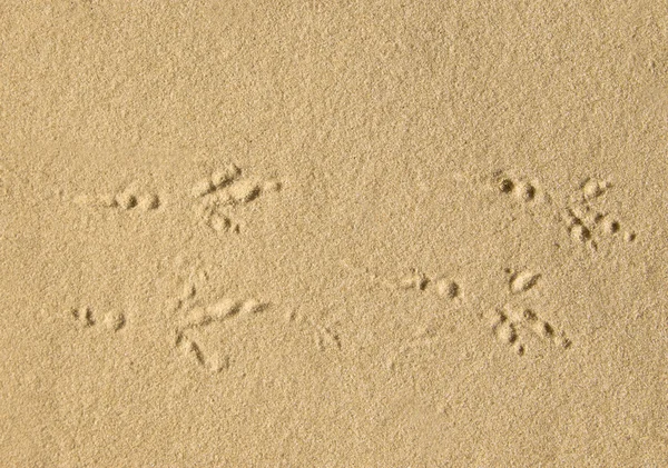 Pista de pájaro sobre arena — Foto de Stock