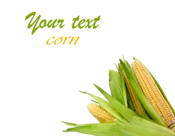 Кукуруза на заднем плане — стоковое фото