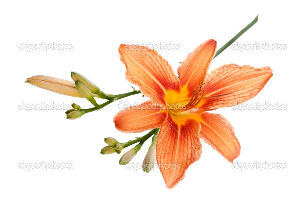 one flower of lily with a bud lies on a white background