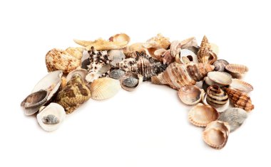 beyaz zemin üzerine deniz cockleshells