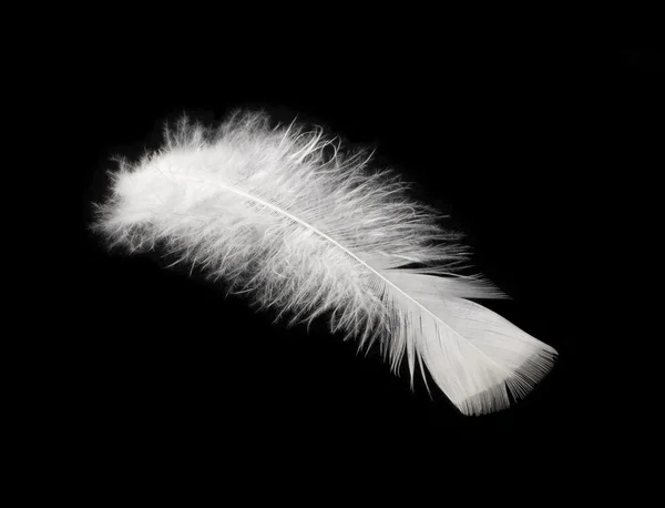 The feather of bird is white on a black background — Stock Photo, Image