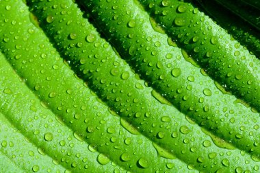 Background of the lines on the green leaves with drops macro