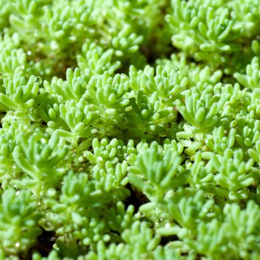 yeşil çimen ile arka plan damla