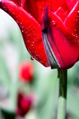 Lale bir yaprağı üzerinde su damla