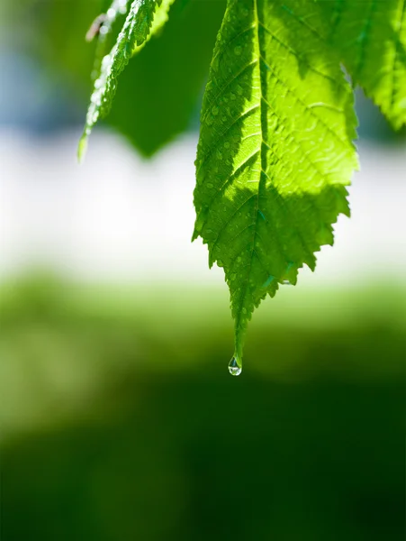 Fondo de hojas verdes con gotas — Foto de Stock