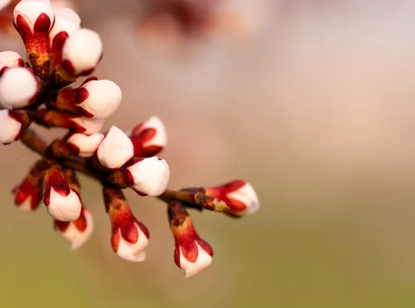 Background of one of the branches with apricot blossoms flower — Stock Photo, Image