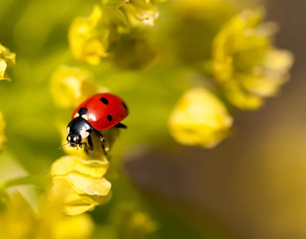 Nyckelpiga på blommor av linden trä — Stockfoto