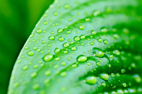 Tło woda spada na zielony liść makro — Zdjęcie stockowe