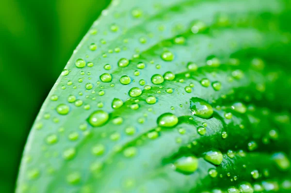 Fondo de las gotas de agua en una macro hoja verde — Foto de Stock