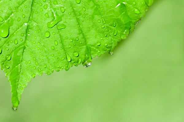 Sfondo delle gocce d'acqua su una macro foglia verde — Foto Stock