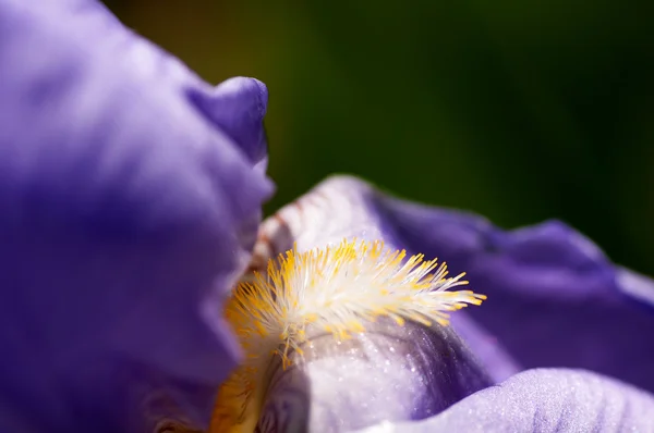 Flor de iris macro — Foto de Stock