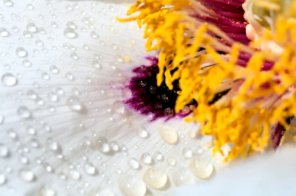 Gotas de agua sobre pétalos blancos de la macro peonía — Foto de Stock