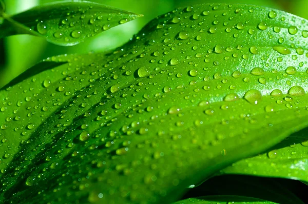 Background of green leaves with drops — Stock Photo, Image