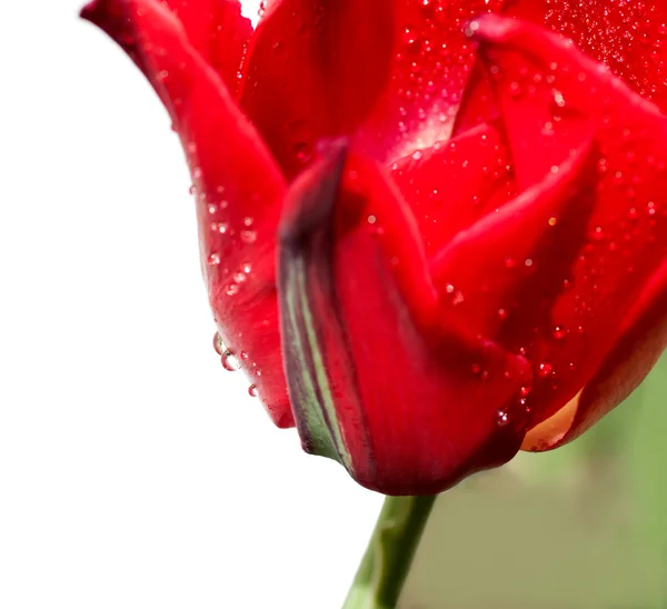 Drop of water on a petal of a tulip — Stock Photo, Image