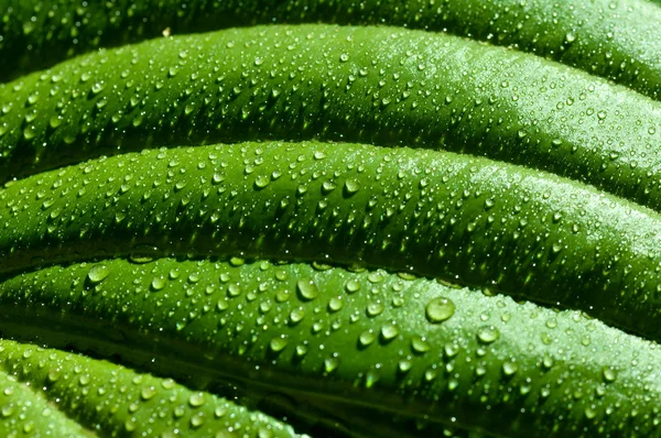 Fundo das linhas nas folhas verdes com gotas macro — Fotografia de Stock