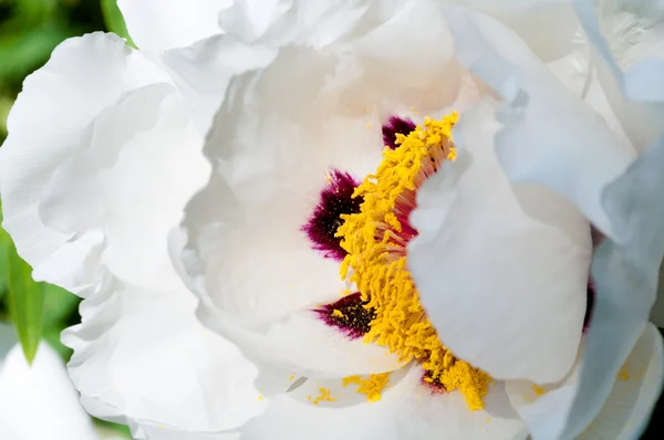 Kwiat piwonii białej bliska — Zdjęcie stockowe