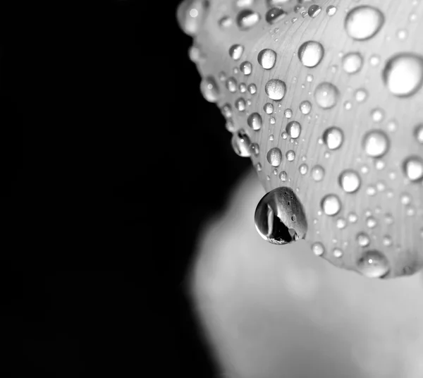 Water druppels op een witte petal op een zwarte achtergrond — Stockfoto