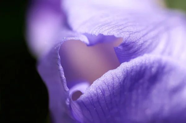 Tomurcuk çiçek iris siyah zemin — Stok fotoğraf