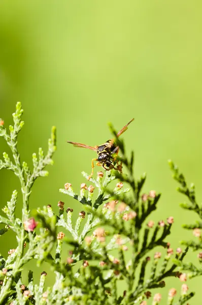 Vosa na větvích stromu thuja pozadí — Stock fotografie