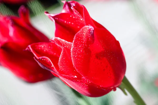 水の滴のチューリップの花の背景 — ストック写真