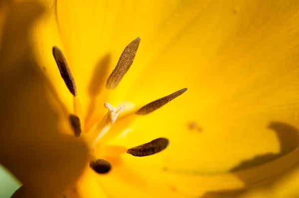 Tulipa amarela macro — Fotografia de Stock