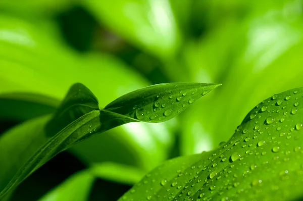 Fondo de hojas verdes con gotas — Foto de Stock