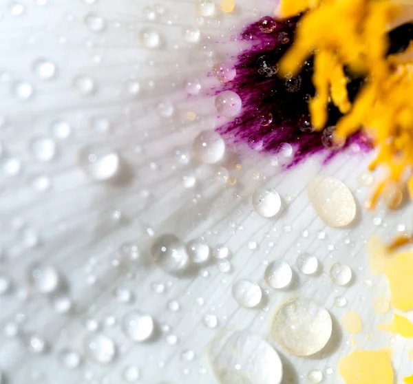 Wassertropfen auf die weißen Blütenblätter des Pfingstrosenmakros — Stockfoto