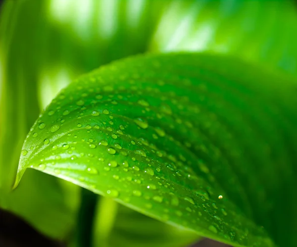 Sfondo delle gocce d'acqua su una foglia verde — Foto Stock