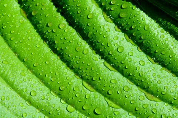 Sfondo delle linee sulle foglie verdi con gocce macro Fotografia Stock