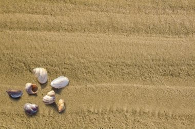 cockleshells ile gelen kum