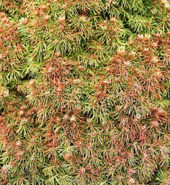 arka plandan genç kaçar ile çam dalı