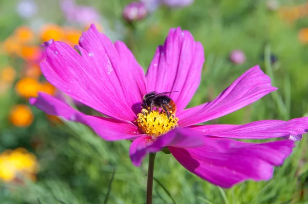 Пчела на лиловом цветке — стоковое фото