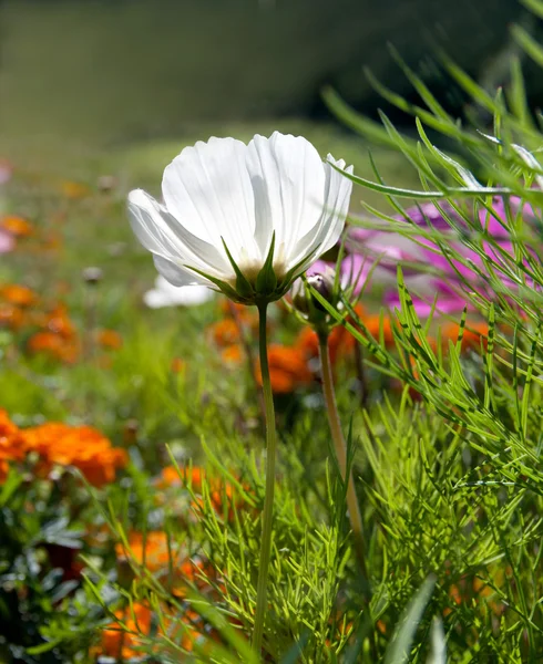 Белый цветок Космоса на поляне — стоковое фото