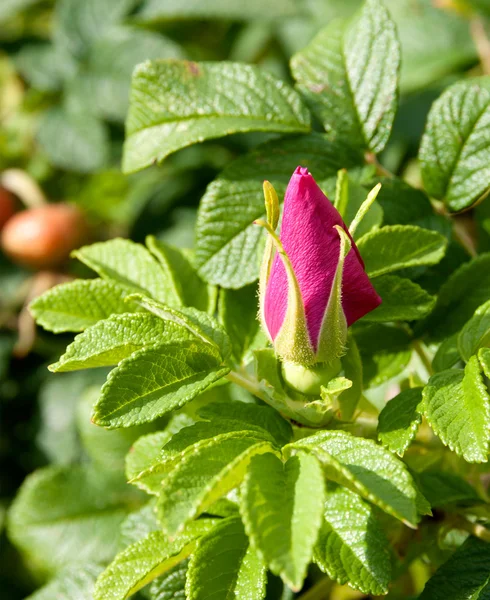 Rosebud on the bush hips — Stock Photo, Image