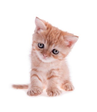 oturan kırmızı kedi yavrusu hareket ettirildikçe kafasına beyaz