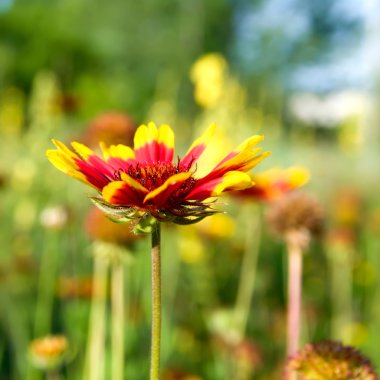 Kırmızı ve sarı çiçek alanı