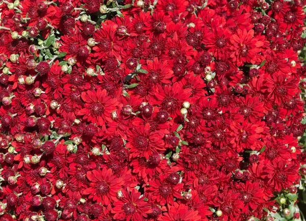 Fondo de las flores rojas — Foto de Stock