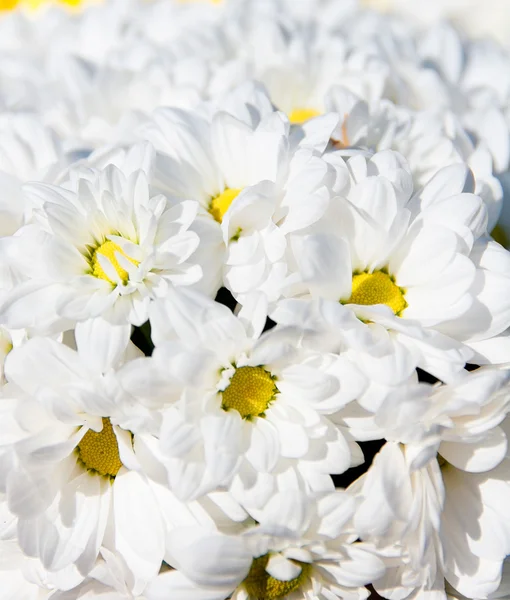 Bakgrund av den vita blommor kamomill — Stockfoto