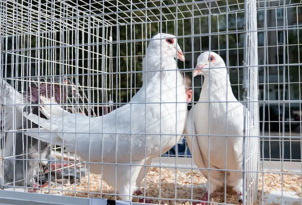 Két fehér dekoratív galamb, kalitka — Stock Fotó