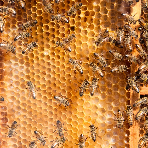 Waben mit Bienen — Stockfoto