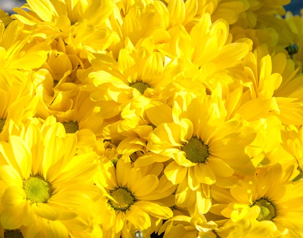 Background of yellow flowers — Stock Photo, Image