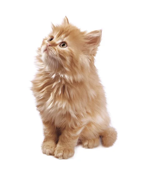 Kedi yavrusu kırmızı görünüyor — Stok fotoğraf